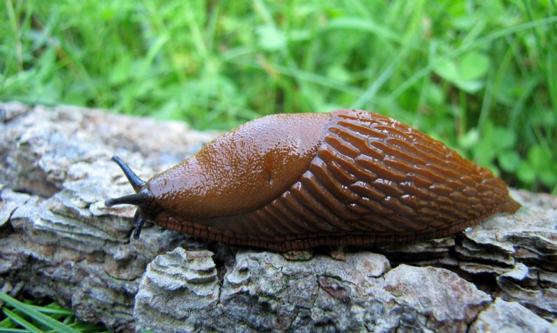 СЛИЗЕНЬ Arion lusitanicus