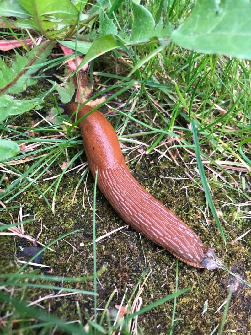 Arion lusitanicus слизняки