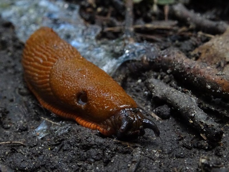 СЛИЗЕНЬ Arion lusitanicus