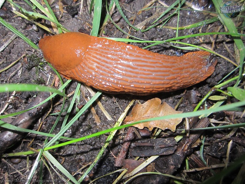 Arion lusitanicus слизняки