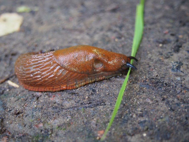 СЛИЗЕНЬ Arion lusitanicus