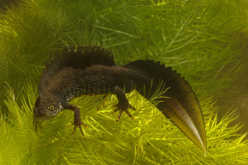 Гребенчатый Тритон Triturus cristatus (Laurenti, 1768)