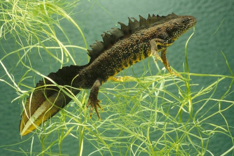Гребенчатый Тритон Triturus cristatus (Laurenti, 1768)