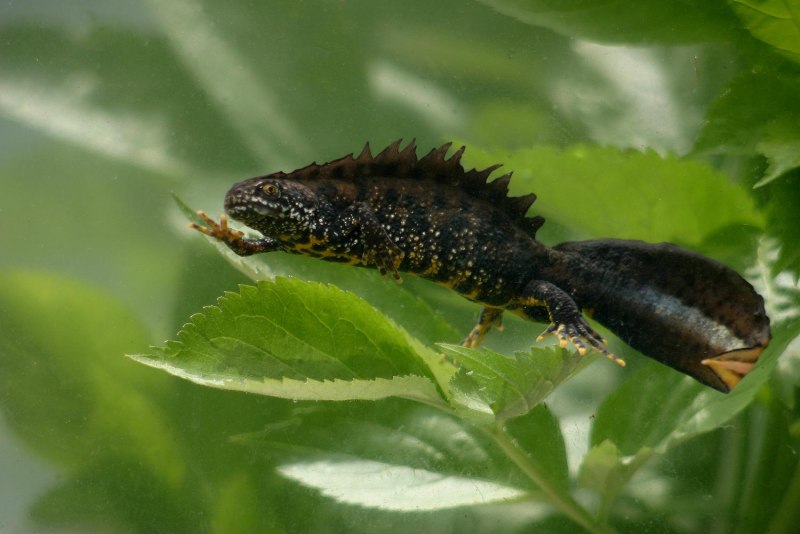 Гребенчатый Тритон Triturus cristatus (Laurenti, 1768)