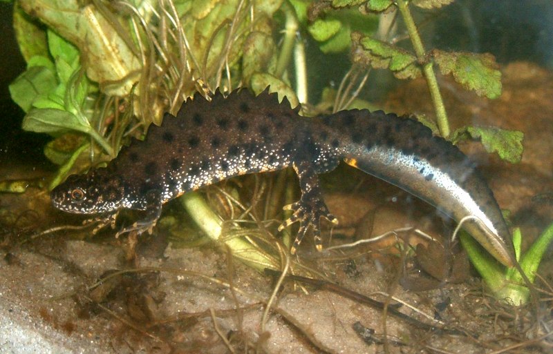 Гребенчатый Тритон Triturus cristatus (Laurenti, 1768)