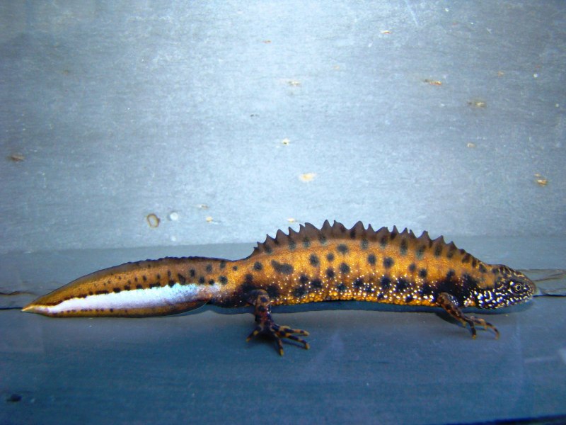 Тритон Карелина (Triturus karelinii) самец