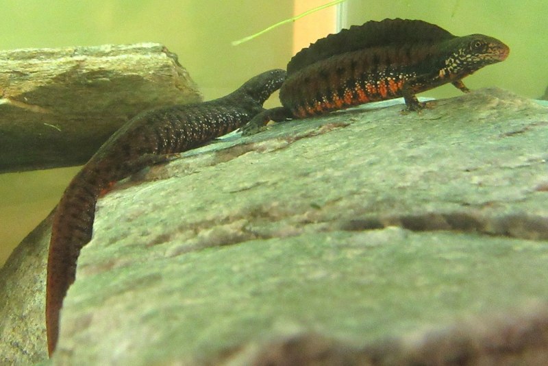 Тритон Карелина (Triturus karelinii)
