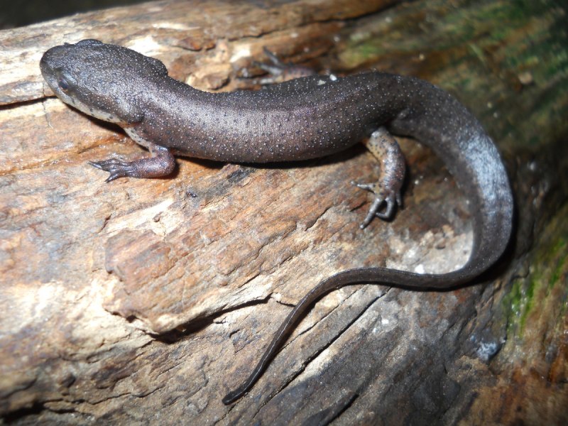 Тритон (Lissotriton vulgaris)