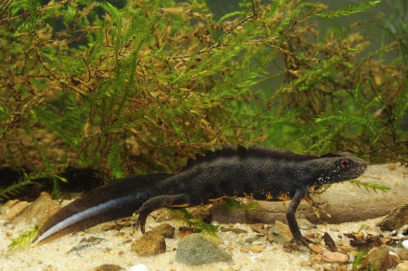 Земноводные гребенчатый Тритон - Triturus cristatus (Laur.)