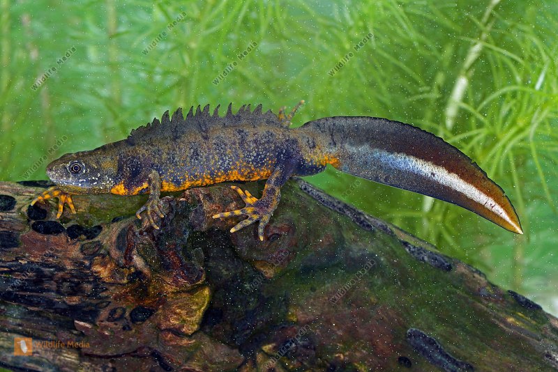 Triturus cristatus гребенчатый Тритон