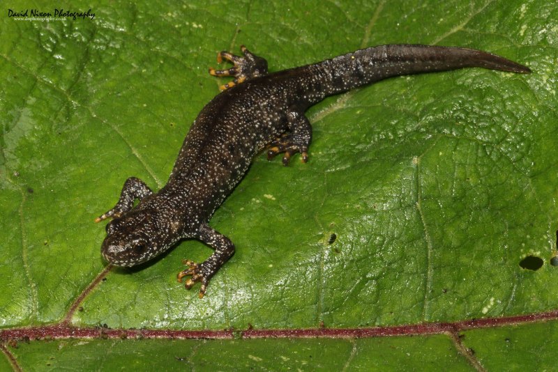 Тритон Карелина (Triturus karelinii)
