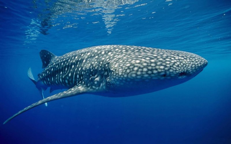 Китовая акула Rhincodon typus