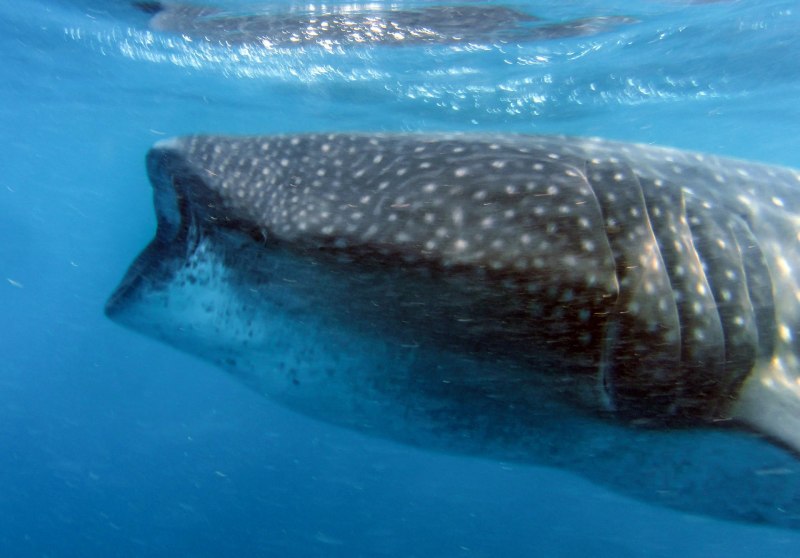 Китовая акула Rhincodon typus