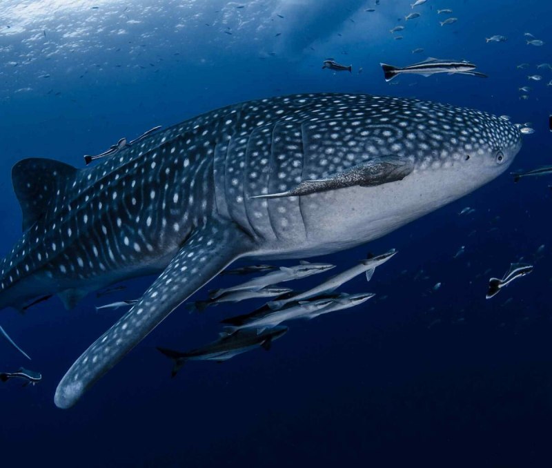 Rhincodon typus акула
