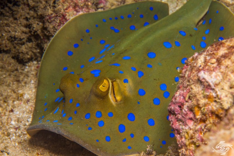 Taeniura lymma