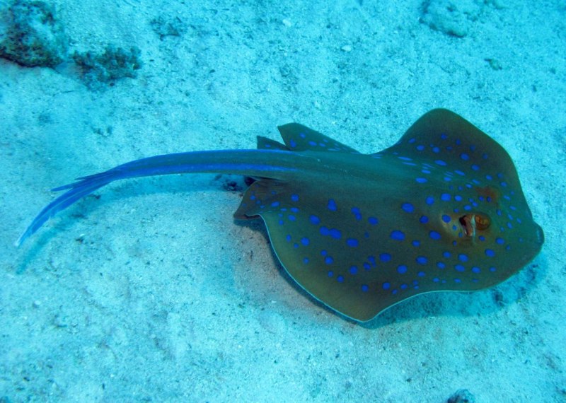Скат хвостокол красное море
