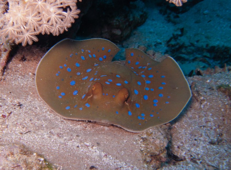 Taeniura lymma