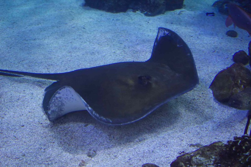 Aetobatus narinari