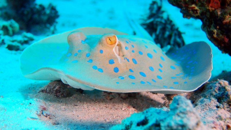 Taeniura lymma