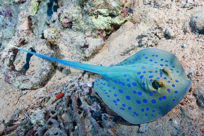 Скат хвостокол красное море