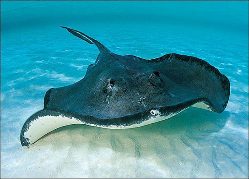 Скат хвостокол красное море