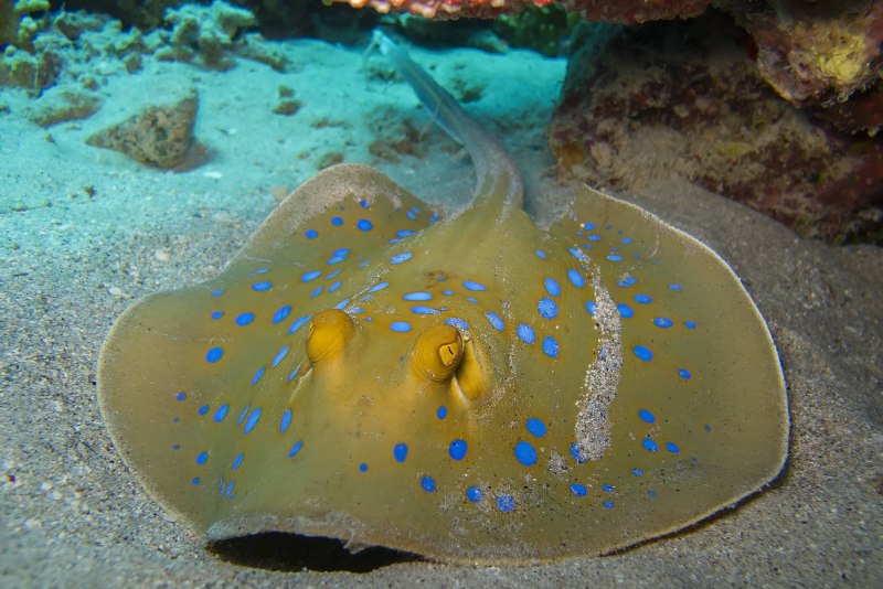 Рыбки красного моря Скат
