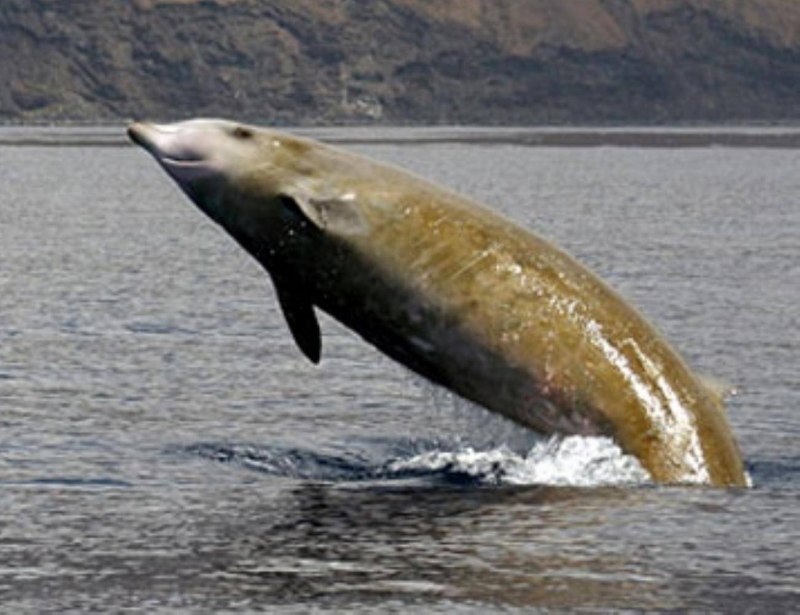 Клюворыл Ziphius cavirostris