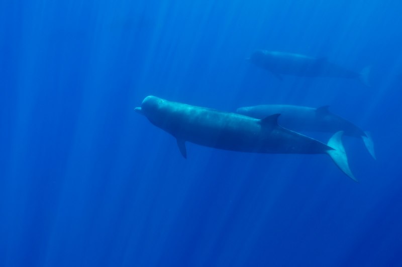 Hyperoodon ampullatus