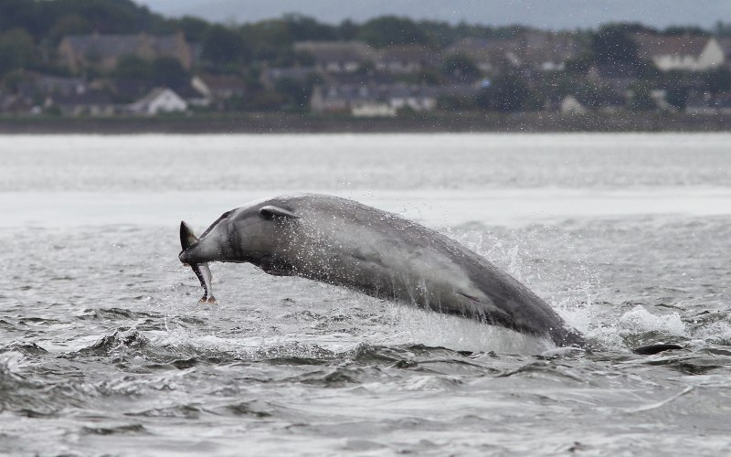 Cuvier's beaked Whale Dive