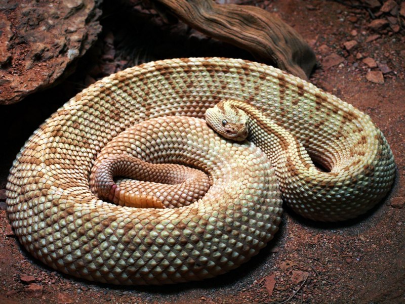Crotalus Unicolor