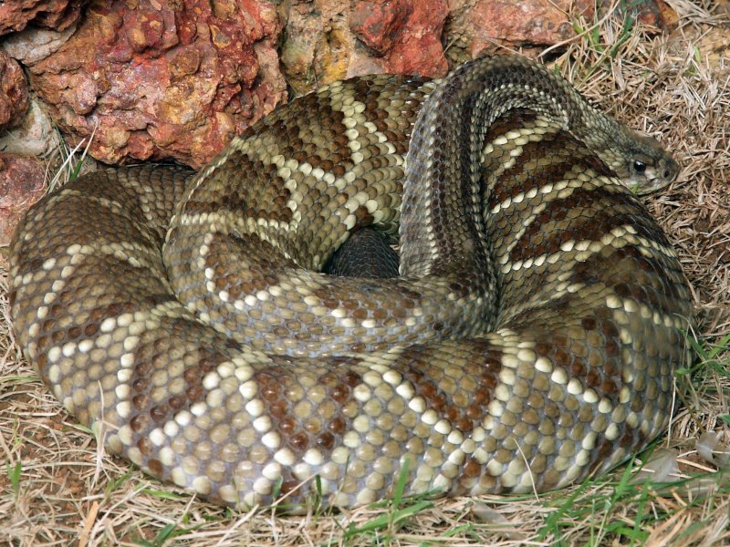 Crotalus com Ciocana