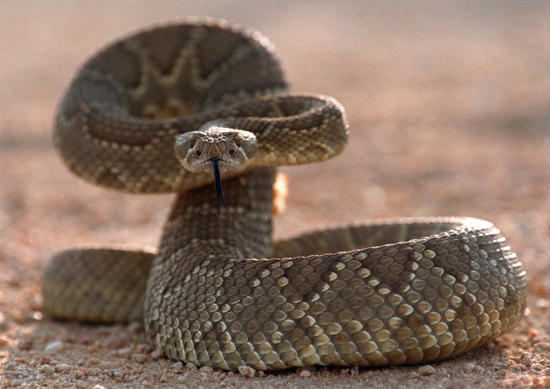 Mohave Rattlesnake