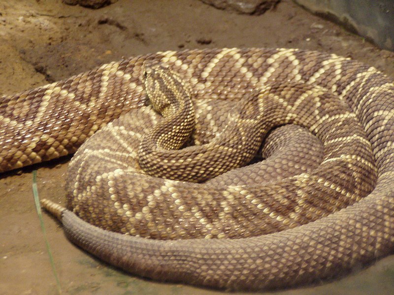 Crotalus durissus terrificus