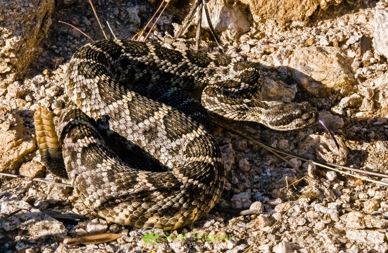 Crotalus durissus