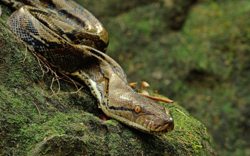 Crotalus simus