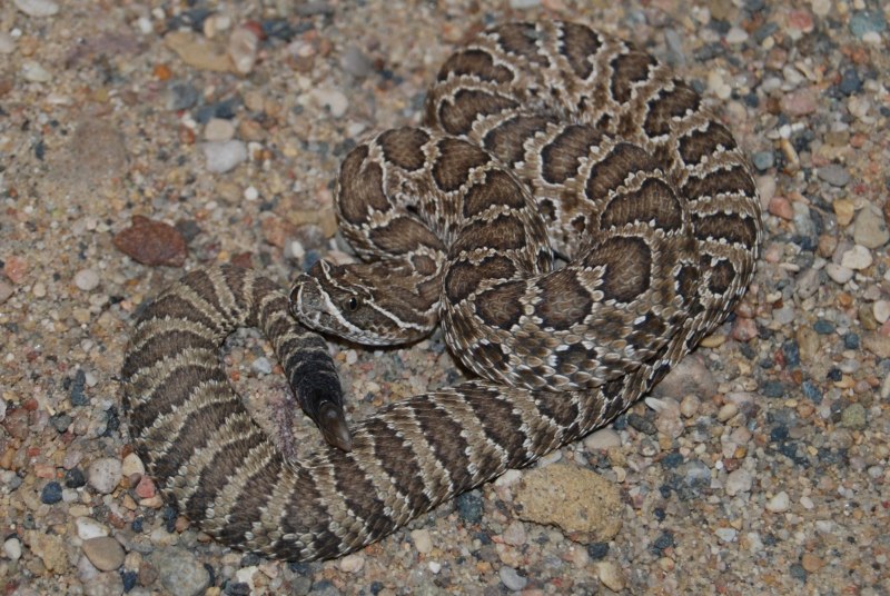 Crotalus d. terrificus