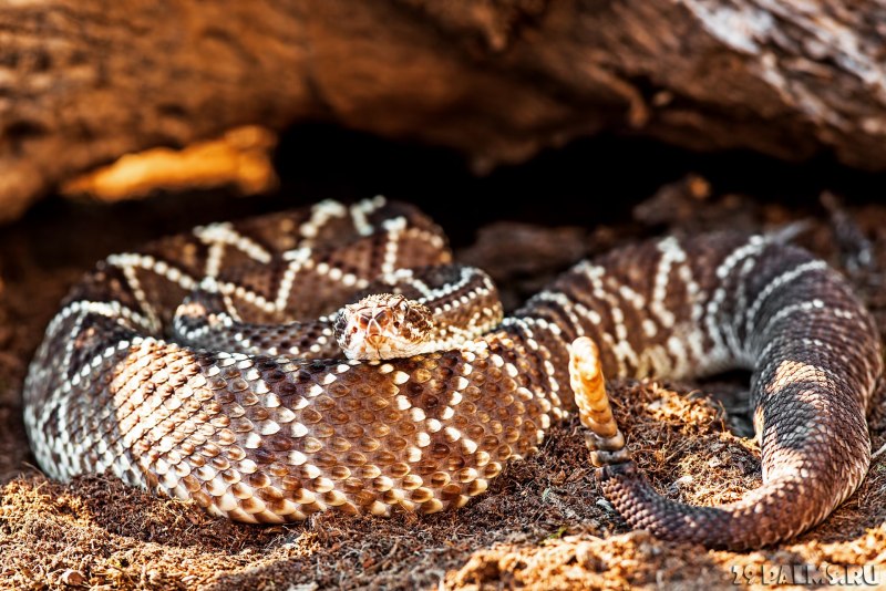 Гремучник прерийный (Crotalus viridis)