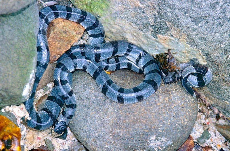 Техасский гремучник Crotalus Atrox