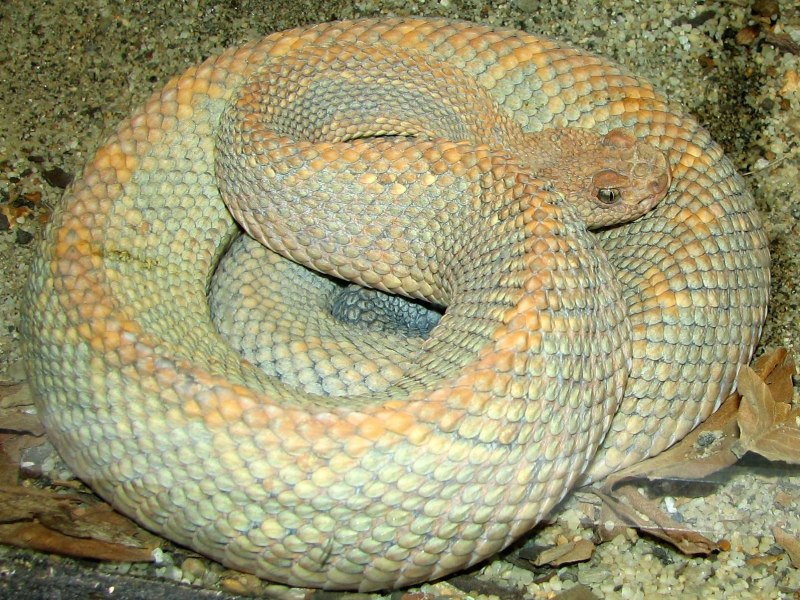 Crotalus Unicolor