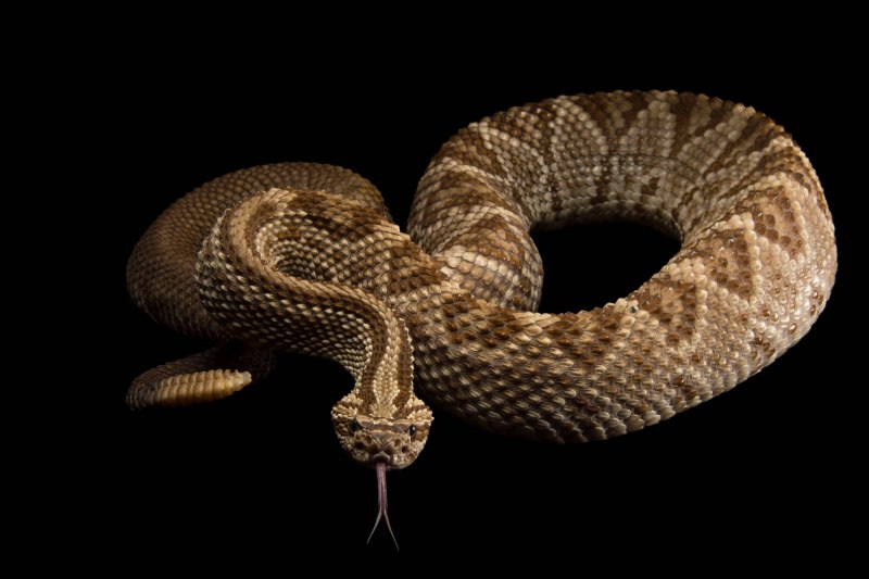 Crotalus durissus terrificus