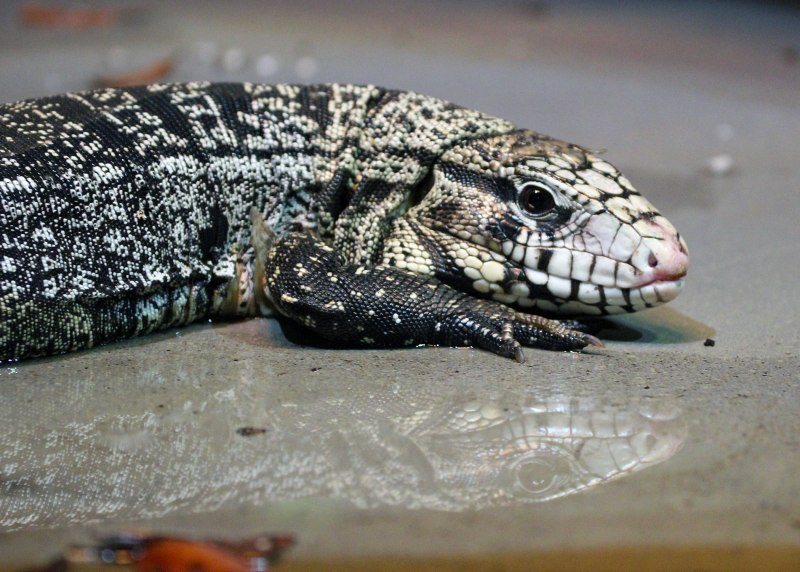 Varanus ornatus