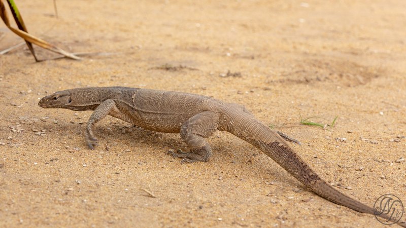 Varanus nuchalis