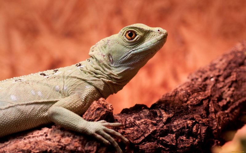 Tupinambis merianae