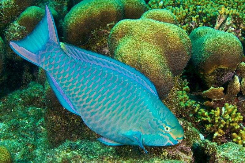 Tropical Маунт попугай