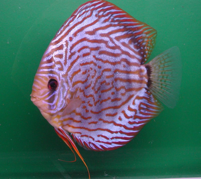 Discus-Blue Spider web Skin
