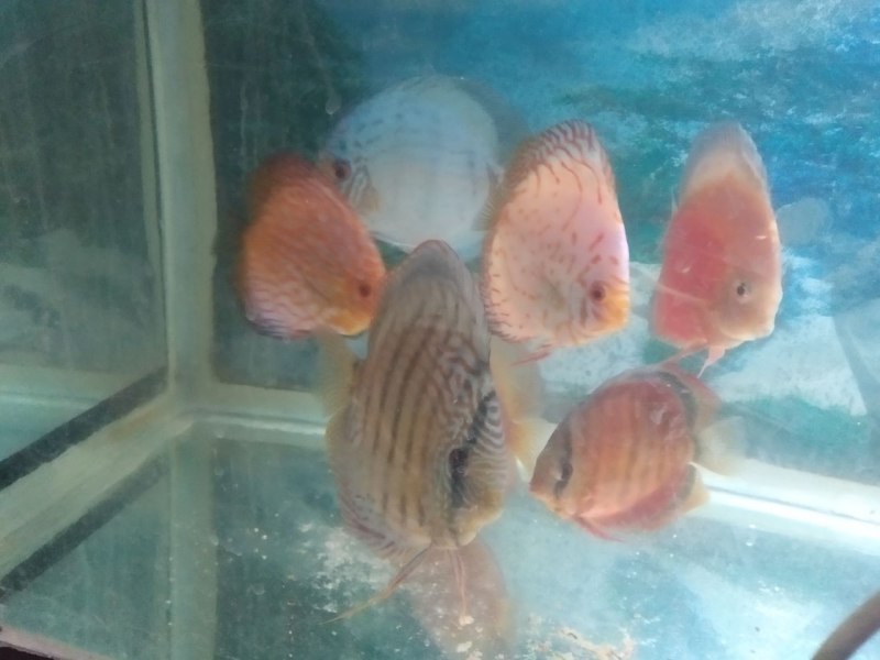 Ocean Green Discus