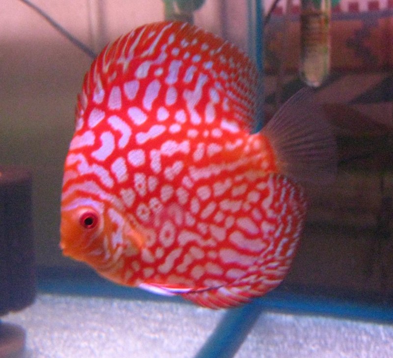 Дискус туркис - Symphysodon aequifasciatus var. - Размер XL