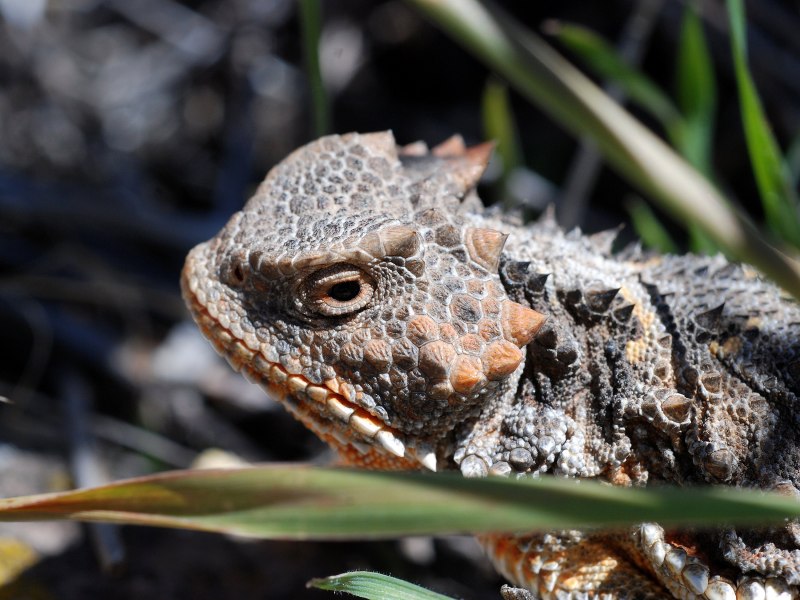 Phrynosoma cornutum