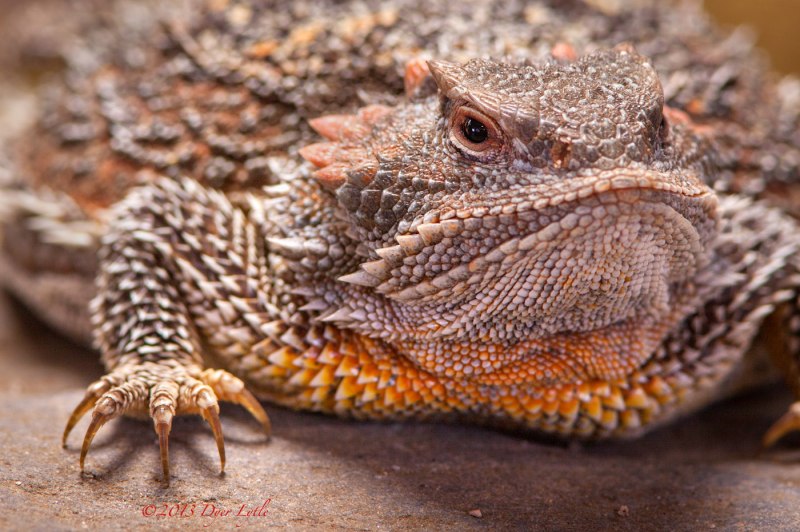 Phrynosoma cornutum