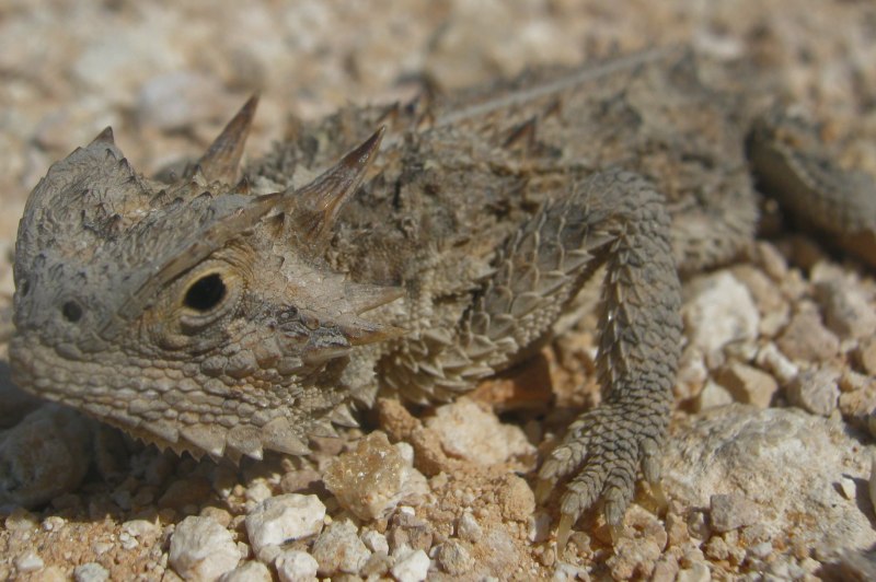 Texas Horned Lizard
